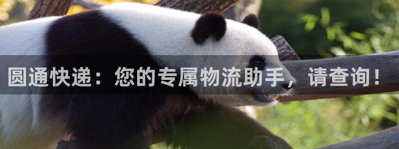 多多28免费：圆通快递：您的专属物流