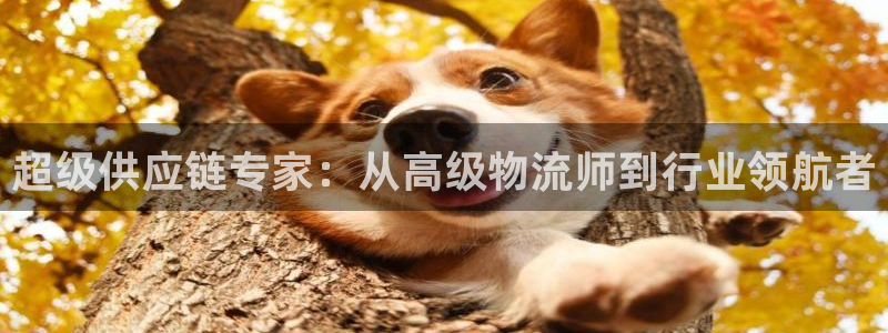 多多28软件是什么:超级供应链专家: